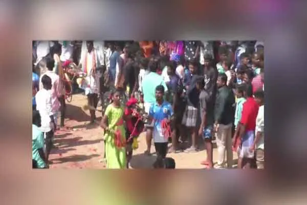 jallikattu oxen are very happy in new year celebration in trichy 
