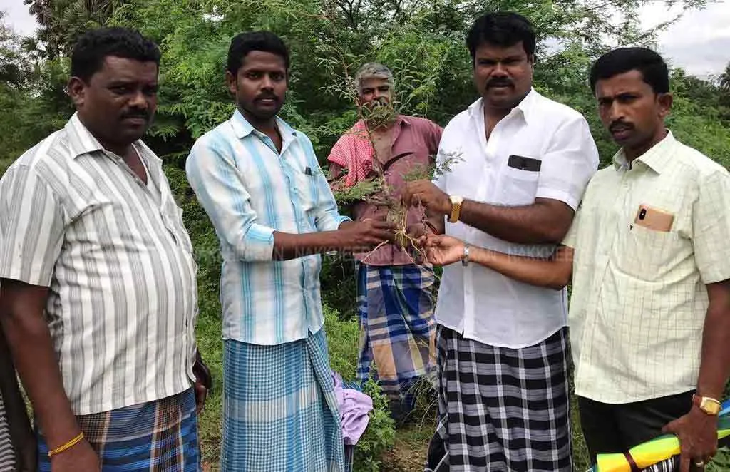 Rs. 3 prize .. Youth Action Plan to Destroy Gourmet Tree
