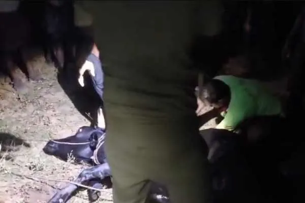  cow that fell into a well at night was rescued after several hours of struggle