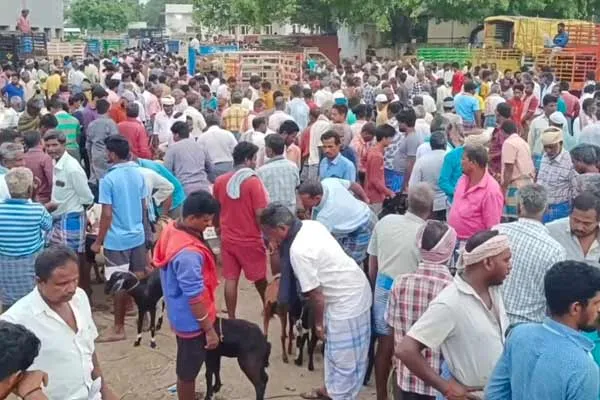 Goats are sold to tune of Rs. 4 crore in weekly market on occasion of Bakrid festival