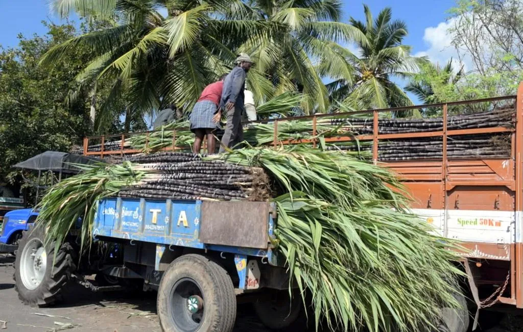  'Sugarcane' harvested for Pongal