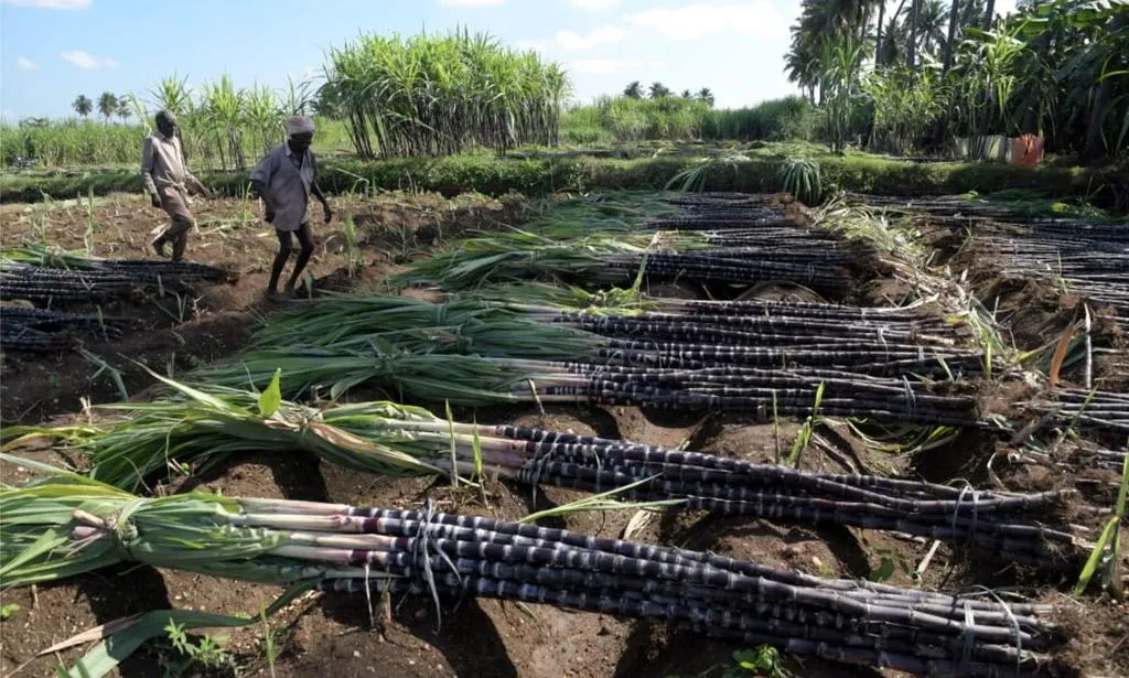  'Sugarcane' harvested for Pongal