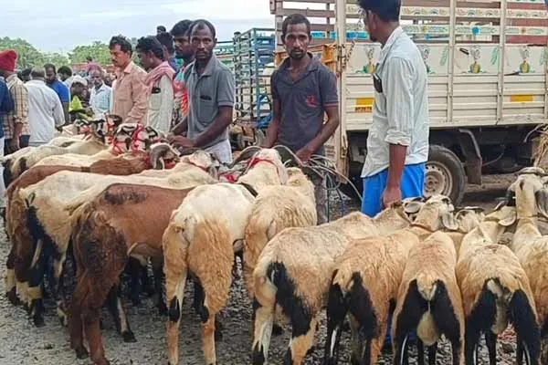 Goats are sold to tune of Rs. 4 crore in weekly market on occasion of Bakrid festival