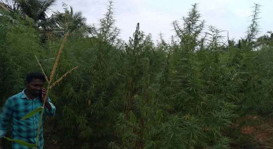 Cannabis plant among orchids!