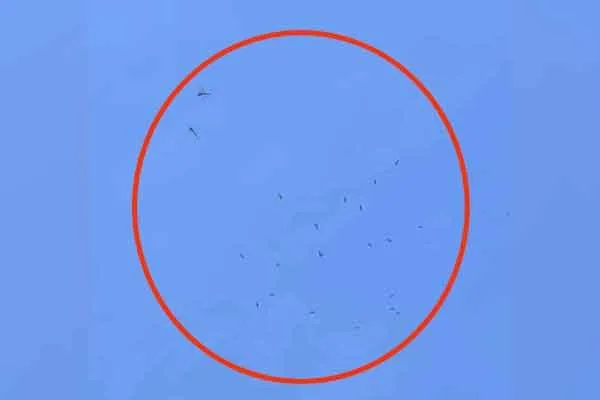 More than 25 eagle circled Kulamangalam big temple Kudamuzhuku