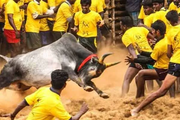 kavignar thamarai against jallikattu and jallikattu protective union statement