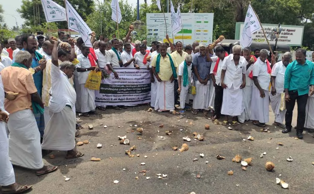 Farmers are struggle by breaking coconuts buy peeled coconut Rs. 50 per kg