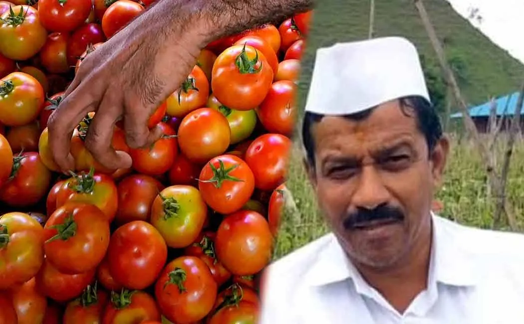 Farmer Tukaram Bhagoji became a millionaire by selling tomatoes