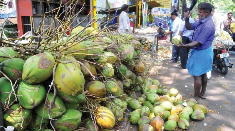 tender coconut