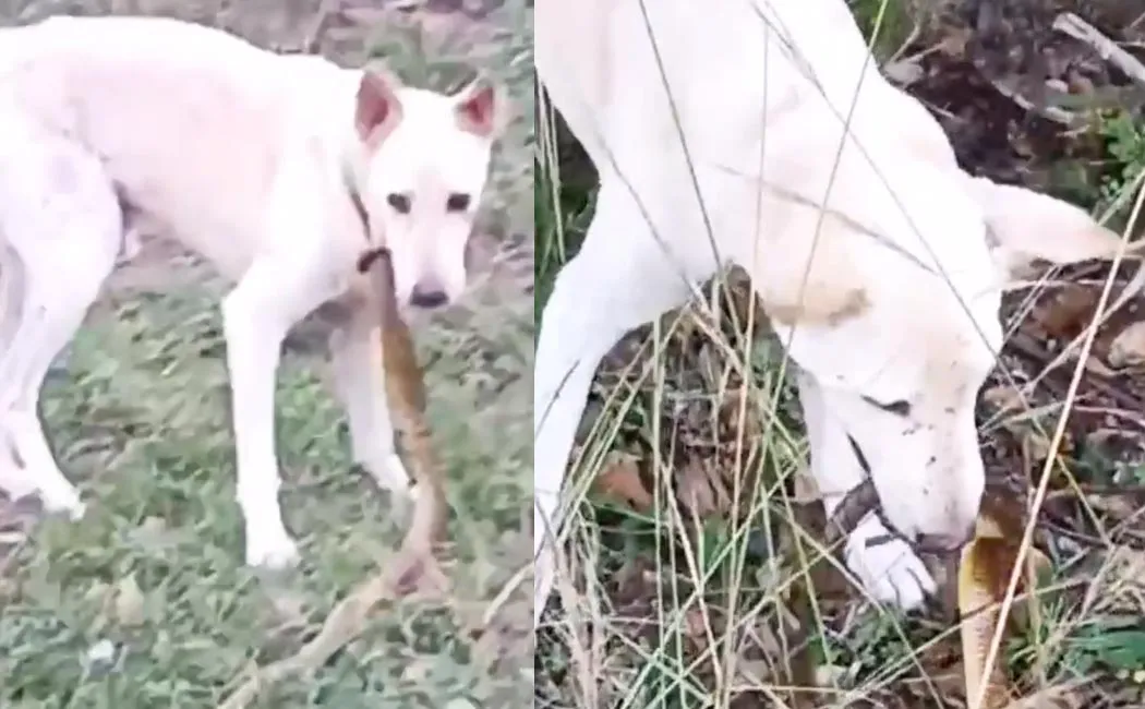 Dog bitten by snake video goes viral 