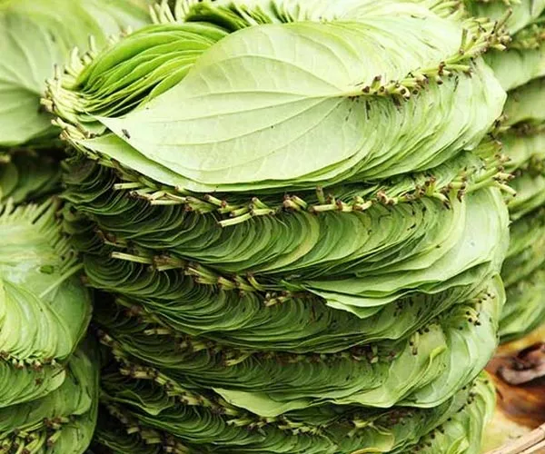 Gutka stashed inside betel parcel