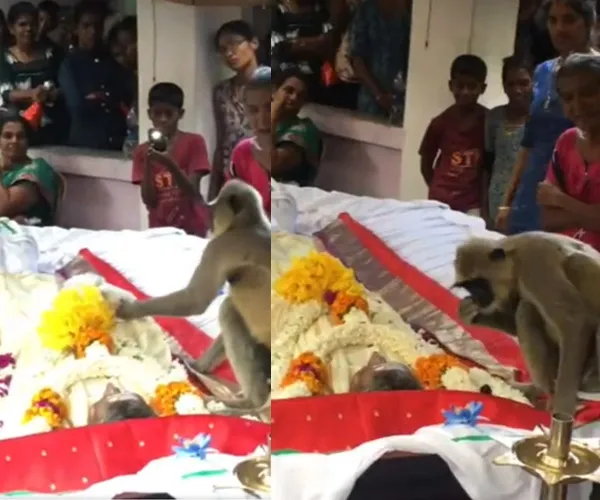 Monkey seen at the funeral person srilanka