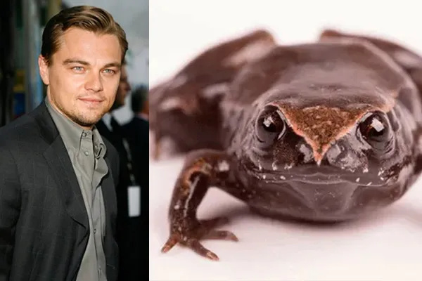 New Frog Species Named Actor Leonardo DiCaprio