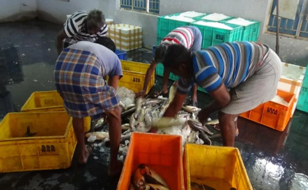 Fish eaters are sad near erode