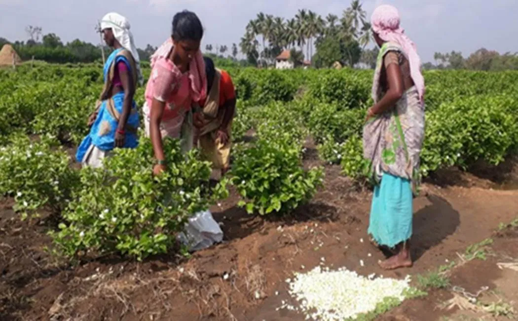Corona virus issue - Farmers Worried 