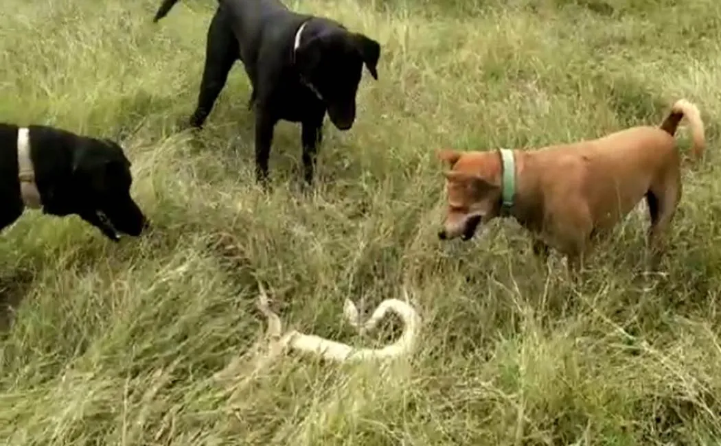 coimbatore incident - dogs-snake