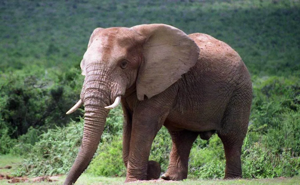 Coimbatore elephant incident