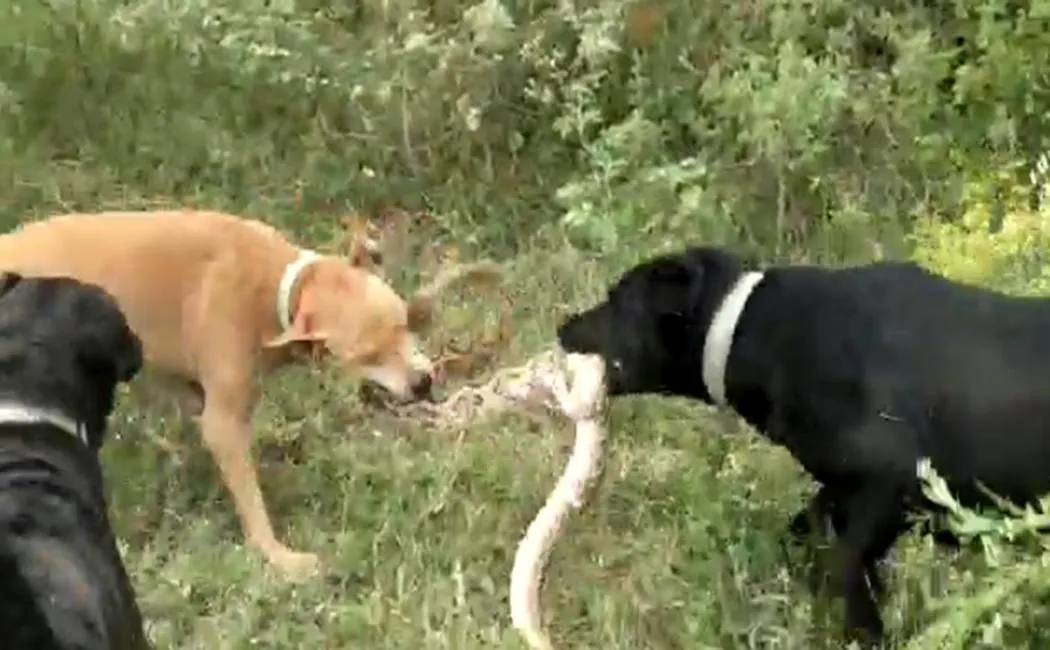 coimbatore incident - dogs killed a snake