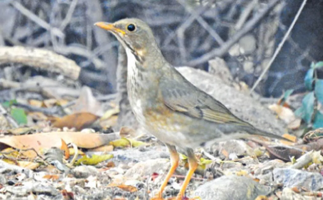 Rare type of sparrow in Salem    