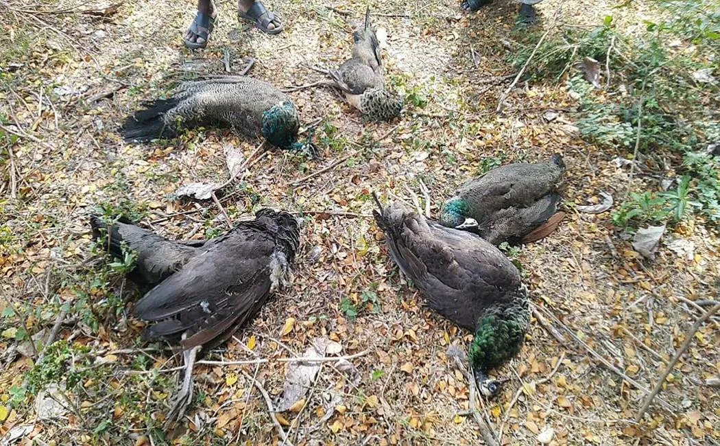   Thanjavur Peacocks issue - Indictment on Forest Service 