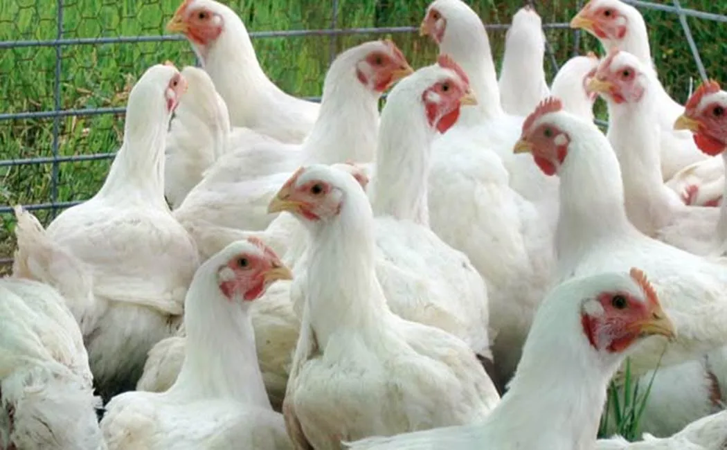 Corona virus fear - Chicken Price low  