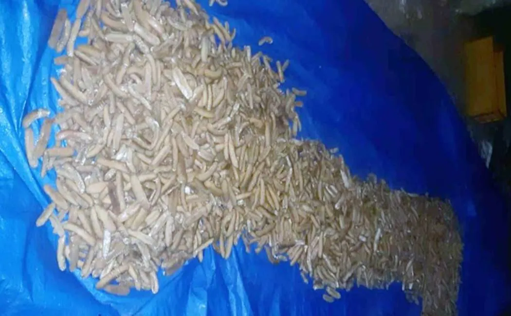 sea-cucumber-seized-in-tuticorin