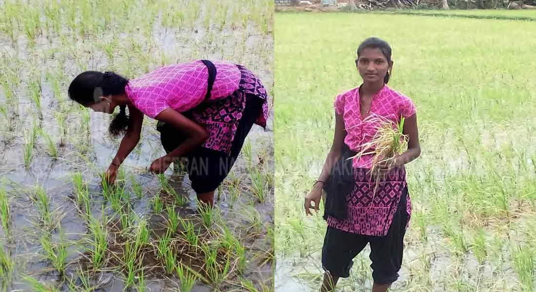  College student planted on an acre of land-compliments to college student!