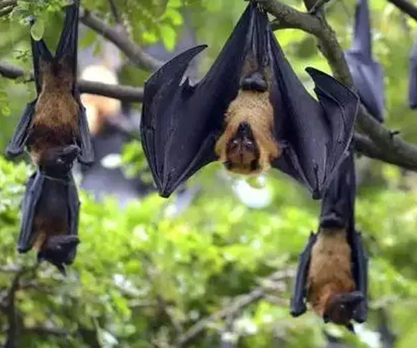 Villagers dont burst firecrackers for bat protection