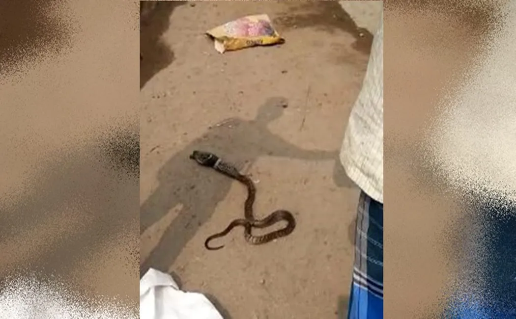  snake swallows Kitten 
