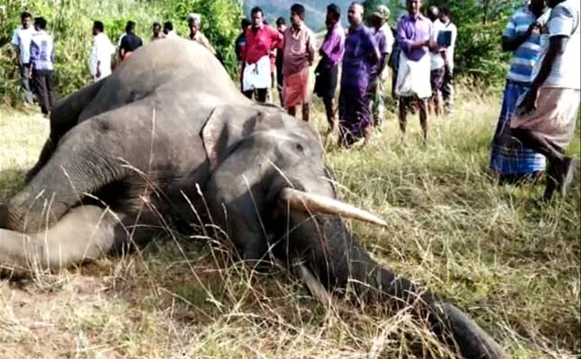 elephant 
