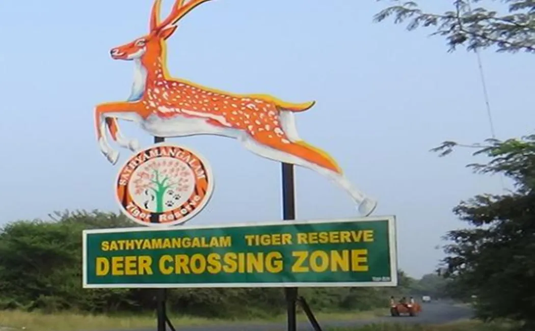  Sathyamangalam-spotted deer