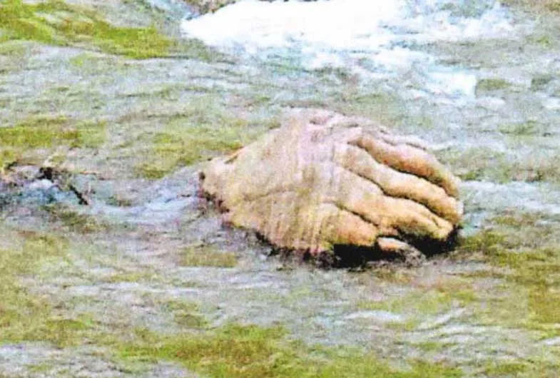 HUMAN HAND