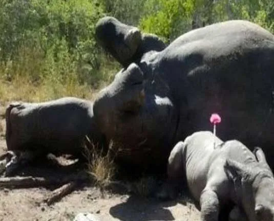 rhino 