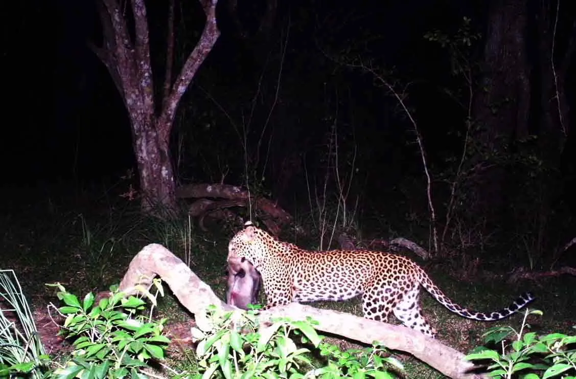 Panthers roaming around...Forest Department action 