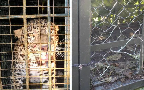 Panthers roaming around...Forest Department action 