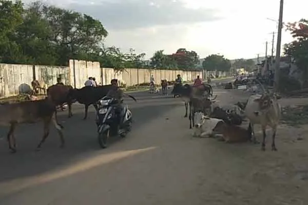 Drivers are at risk of getting into an accident due to cattle lying on  road
