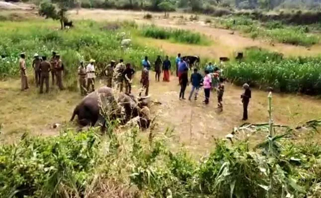 elephant 