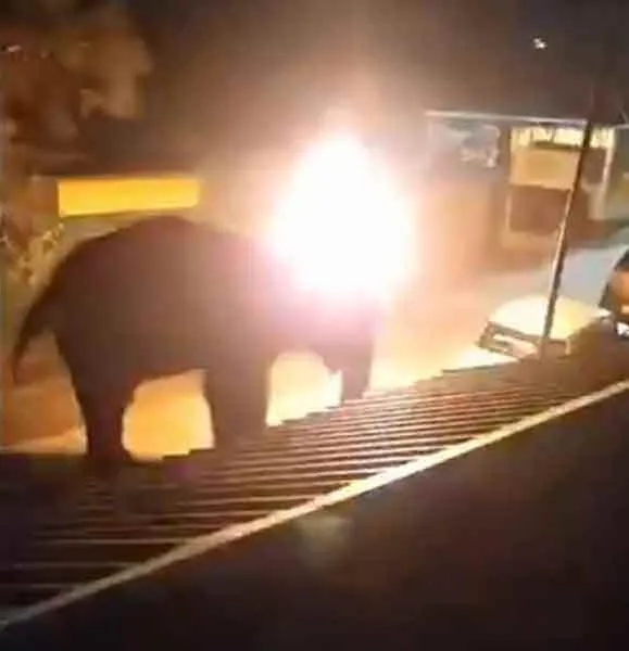 elephant