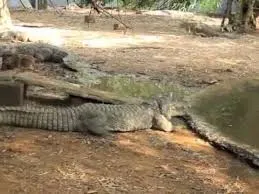The summer that does not leave the Kodiyakkarai wildlife