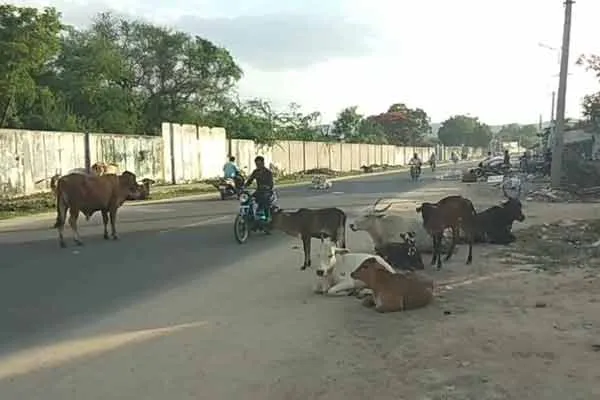Drivers are at risk of getting into an accident due to cattle lying on  road