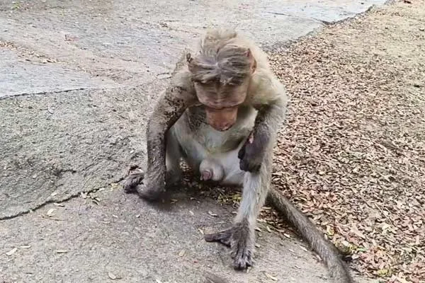 watchman was humanity saved the monkey who was fighting for his life