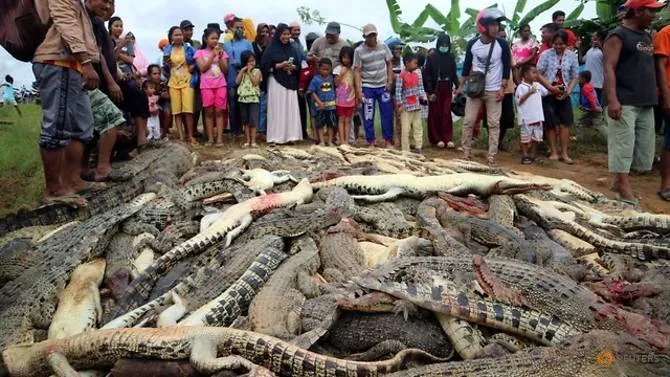 crocodile