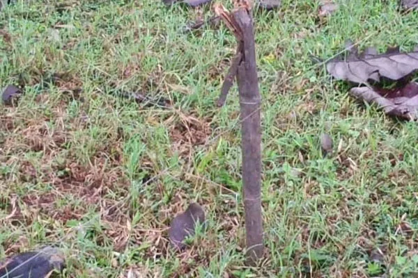 Two incidents in electric fence set up to hunt wild boar