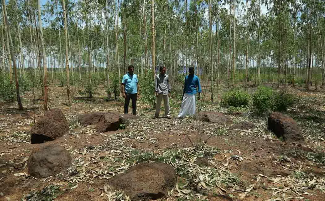 Nattarasankottai, stone inscription  carvings remains of iron smelters were discovered.