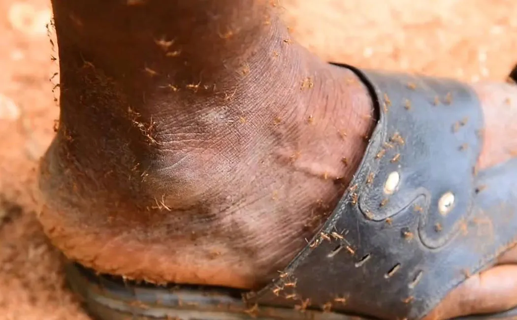 rare species of ants that attack humans and animals