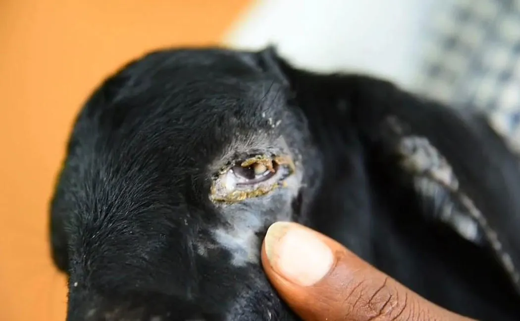 rare species of ants that attack humans and animals