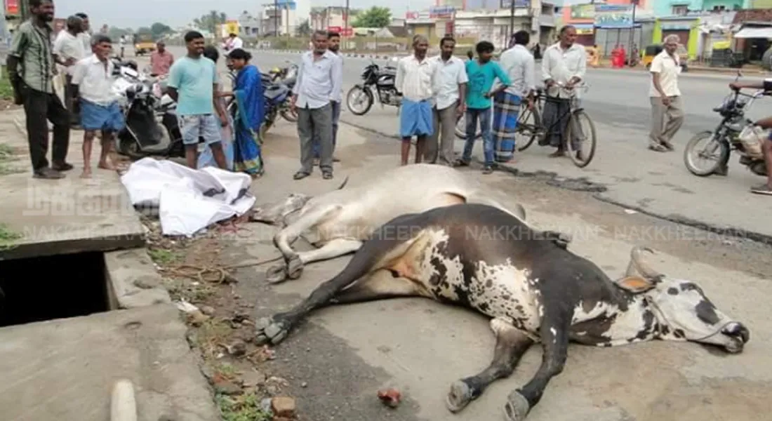 cow
