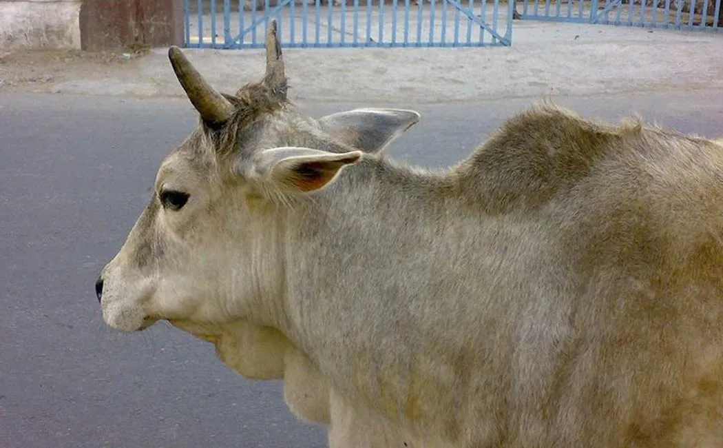gang incident school boy accused of kidnapping a cow