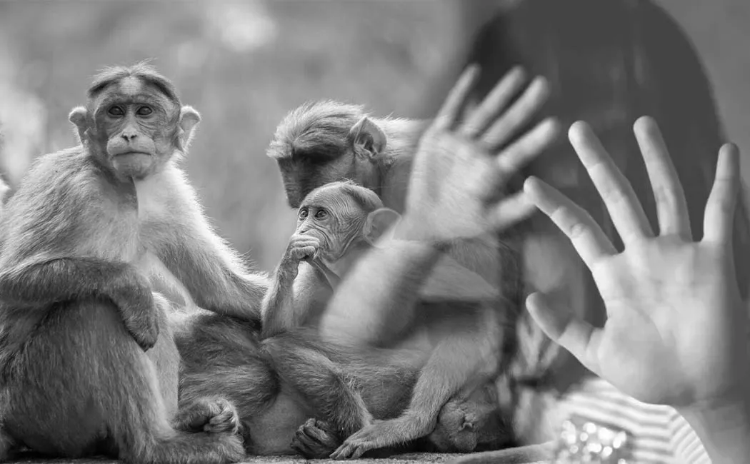 Monkey saved a girl from a young man who tried to misbehave her