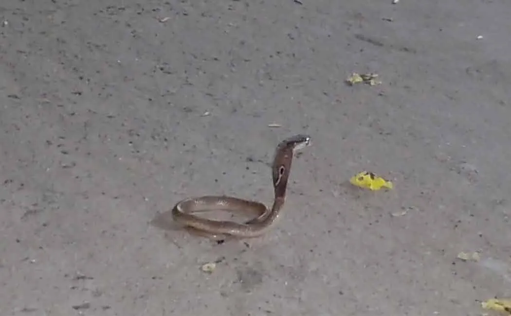 snake that danced in the govt office